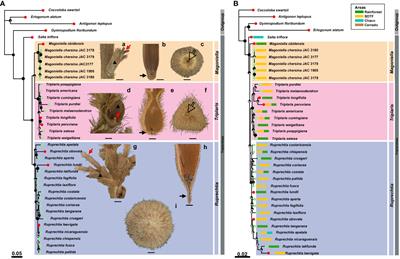 Isolated, neglected, and likely threatened: a new species of Magoniella (Polygonaceae) from the seasonally dry tropical forests of Northern Colombia and Venezuela revealed from nuclear, plastid, and morphological data